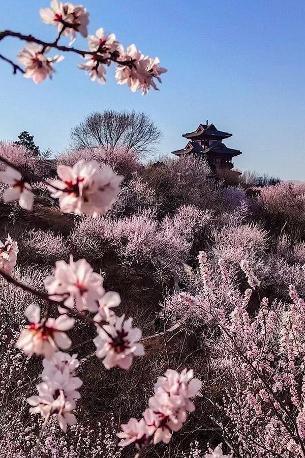 九游体育app(中国)官方网站团团簇簇的山桃花沿着山坡晕染开